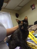 Tortoiseshell Cats for sale in Milwaukee, WI, USA. price: $50
