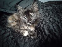 Tortoiseshell Cats for sale in Scottsville, KY 42164, USA. price: $1,200