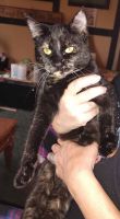 Tortoiseshell Cats for sale in West Liberty, KY 41472, USA. price: $1,500