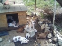 Tosa Puppies for sale in 14164 FM306, Canyon Lake, TX 78133, USA. price: $350