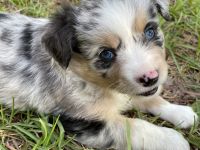 Toy Australian Shepherd Puppies for sale in Claxton, GA 30417, USA. price: NA