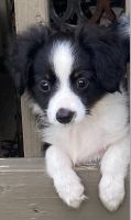 Toy Australian Shepherd Puppies for sale in Groveton, TX 75845, USA. price: NA