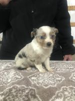 Toy Australian Shepherd Puppies for sale in Mayslick, KY 41055, USA. price: NA