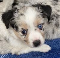 Toy Australian Shepherd Puppies for sale in Dallas-Fort Worth Metropolitan Area, TX, USA. price: NA
