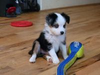 Toy Australian Shepherd Puppies for sale in Norwood, MO 65717, USA. price: NA