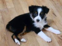 Toy Australian Shepherd Puppies for sale in Norwood, MO 65717, USA. price: NA