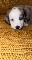 Toy Australian Shepherd Puppies for sale in 110 Wonderling Rd, Summerville, PA 15864, USA. price: NA