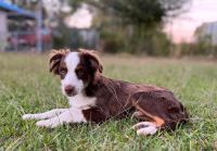 Toy Australian Shepherd Puppies for sale in Gadsden, AL 35903, USA. price: $1,200