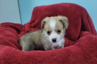 Toy Australian Shepherd Puppies for sale in Norwood, MO 65717, USA. price: $500