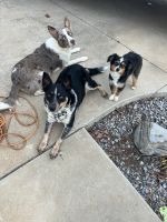Toy Australian Shepherd Puppies for sale in Blountville, TN 37617, USA. price: $2,500