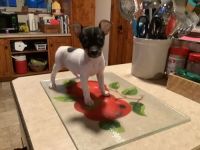 Toy Fox Terrier Puppies for sale in Albany, NY, USA. price: NA