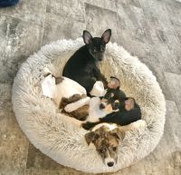 Toy Fox Terrier Puppies for sale in Naples, FL, USA. price: NA