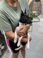 Toy Fox Terrier Puppies for sale in Miami, FL 33177, USA. price: NA
