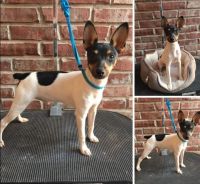 Toy Fox Terrier Puppies for sale in Jewell, OR 97016, USA. price: NA