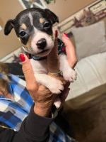 Toy Fox Terrier Puppies for sale in Frazeysburg, OH 43822, USA. price: NA