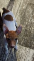 Toy Fox Terrier Puppies for sale in Carr, Colorado. price: $1,800