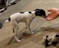 Toy Fox Terrier Puppies Photos