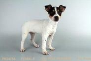 Toy Fox Terrier Puppies for sale in San Diego, CA, USA. price: NA