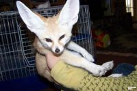 Toy Fox Terrier Puppies for sale in Oklahoma City, OK, USA. price: NA