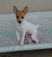 Toy Fox Terrier Puppies for sale in Washington, DC, USA. price: NA
