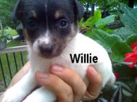 Toy Fox Terrier Puppies for sale in Canton, OH, USA. price: NA