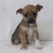 Toy Fox Terrier Puppies for sale in Canton, OH, USA. price: NA