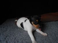 Toy Fox Terrier Puppies for sale in Miami, FL, USA. price: NA
