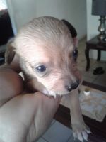 Toy Fox Terrier Puppies for sale in 221 N San Ignacio Ave, San Antonio, TX 78237, USA. price: NA