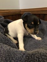 Toy Fox Terrier Puppies for sale in Waterville, MN 56096, USA. price: NA