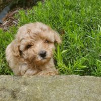 Toy Poodle Puppies for sale in Austin, MN 55912, USA. price: NA