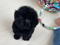 Toy Poodle Puppies for sale in Wisconsin Dells, WI, USA. price: NA