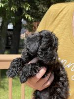 Toy Poodle Puppies for sale in Green Bay, WI, USA. price: NA