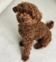 Toy Poodle Puppies for sale in Louisville, KY, USA. price: NA