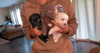 Toy Poodle Puppies for sale in Jacksonville, FL, USA. price: NA