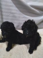 Toy Poodle Puppies for sale in 420 Crawfish Ln, Ragland, AL 35131, USA. price: NA