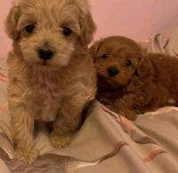 Toy Poodle Puppies for sale in Boca Raton, FL, USA. price: NA