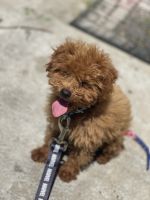 Toy Poodle Puppies for sale in Baltimore, MD, USA. price: NA