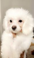 Toy Poodle Puppies for sale in Arlington, TX, USA. price: NA