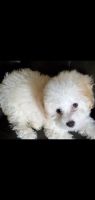 Toy Poodle Puppies for sale in Fort Lauderdale, FL, USA. price: NA