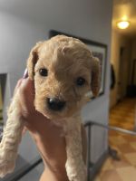 Toy Poodle Puppies for sale in New York, NY 10025, USA. price: NA