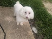 Toy Poodle Puppies for sale in Monroe, LA 71203, USA. price: NA