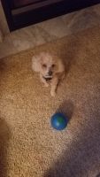 Toy Poodle Puppies for sale in Dyer, IN, USA. price: NA