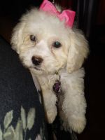 Toy Poodle Puppies for sale in Missouri City, TX 77489, USA. price: NA