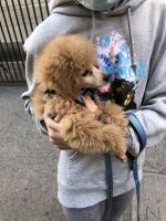 Toy Poodle Puppies for sale in Manhattan, New York, NY, USA. price: NA
