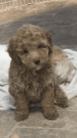 Toy Poodle Puppies for sale in Anderson County, SC, USA. price: NA