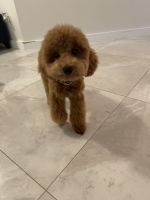 Toy Poodle Puppies for sale in Weston, FL, USA. price: NA
