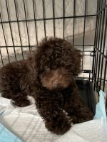 Toy Poodle Puppies for sale in Milwaukee, WI, USA. price: NA