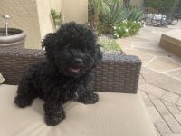 Toy Poodle Puppies for sale in Palm Desert, CA, USA. price: NA
