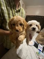 Toy Poodle Puppies for sale in Gridley, CA 95948, USA. price: NA