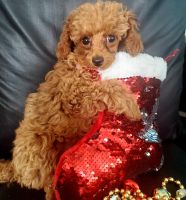 Toy Poodle Puppies for sale in Sebring, FL, USA. price: NA